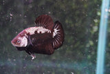 Black    Samurai Plakat Male Betta (ID#801-M510) Free2Day SHIPPING