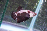 Black    Samurai Plakat Male Betta (ID#801-M510) Free2Day SHIPPING