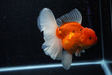 Jumbo Thai Oranda  Sakura 6 Inch (ID#218T5a-105)