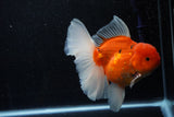 Jumbo Thai Oranda  Sakura 6 Inch (ID#218T5a-105)