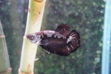 Black    Samurai Plakat Male Betta (ID#801-M510) Free2Day SHIPPING