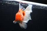 Jumbo Thai Oranda  Sakura 6 Inch (ID#218T5a-105)