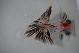 Butterfly  Calico 4 Inch (ID#1011B8b-15) Free2Day SHIPPING