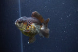 Short Body Thai Oranda  Panda 3 Inch (ID#1105To14b-54) Free2Day SHIPPING