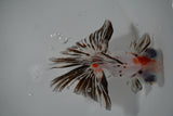 Butterfly  Calico 4 Inch (ID#1011B8b-15) Free2Day SHIPPING