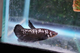 Black    Samurai Plakat Male Betta (ID#801-M511) Free2Day SHIPPING