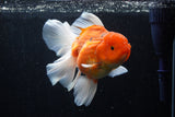 Jumbo Thai Oranda  Sakura 6 Inch (ID#218T5a-105)