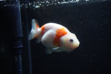 Baby Ranchu  Sakura 3 Inch (ID#1129R9c-35) Free2Day SHIPPING