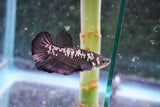 Black    Samurai Plakat Male Betta (ID#801-M511) Free2Day SHIPPING