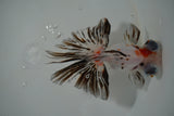 Butterfly  Calico 4 Inch (ID#1011B8b-15) Free2Day SHIPPING