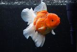 Jumbo Thai Oranda  Sakura 6 Inch (ID#218T5a-105)