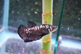 Black    Samurai Plakat Male Betta (ID#801-M511) Free2Day SHIPPING