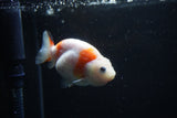 Baby Ranchu  Sakura 3 Inch (ID#1129R9c-35) Free2Day SHIPPING