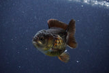 Short Body Thai Oranda  Panda 3 Inch (ID#1105To14b-54) Free2Day SHIPPING