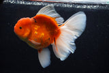 Jumbo Thai Oranda  Sakura 6 Inch (ID#218T5a-105)