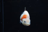 Baby Ranchu  Sakura 3 Inch (ID#1129R9c-35) Free2Day SHIPPING