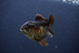 Short Body Thai Oranda  Panda 3 Inch (ID#1105To14b-54) Free2Day SHIPPING