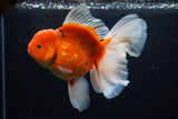 Jumbo Thai Oranda  Sakura 6 Inch (ID#218T5a-105)