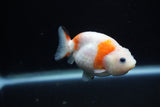 Baby Ranchu  Sakura 3 Inch (ID#1129R9c-35) Free2Day SHIPPING