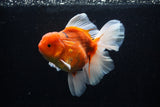 Jumbo Thai Oranda  Sakura 6 Inch (ID#218T5a-105)
