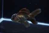 Juvenile Thai Oranda  Bronze 4 Inch (ID#1213To12c-79) Free2Day SHIPPING