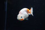 Baby Ranchu  Sakura 3 Inch (ID#1129R9c-35) Free2Day SHIPPING