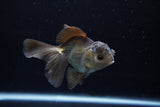 Juvenile Thai Oranda  Bronze 4 Inch (ID#1213To12c-79) Free2Day SHIPPING