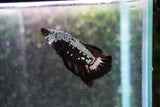 Black    Samurai Plakat Male Betta (ID#801-M512) Free2Day SHIPPING