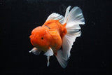 Jumbo Thai Oranda  Sakura 6 Inch (ID#218T5a-105)