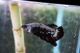 Black    Samurai Plakat Male Betta (ID#801-M512) Free2Day SHIPPING