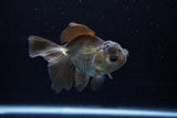 Juvenile Thai Oranda  Bronze 4 Inch (ID#1213To12c-79) Free2Day SHIPPING