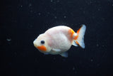 Baby Ranchu  Sakura 3 Inch (ID#1129R9c-35) Free2Day SHIPPING