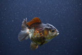 Short Body Thai Oranda  Panda 3 Inch (ID#1105To14b-54) Free2Day SHIPPING