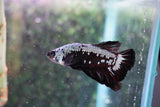 Black    Samurai Plakat Male Betta (ID#801-M512) Free2Day SHIPPING