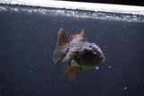 Short Body Thai Oranda  Panda 3 Inch (ID#1105To14b-54) Free2Day SHIPPING