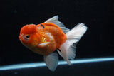 Jumbo Thai Oranda  Sakura 5.5 Inch (ID#218T5a-106)