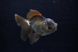 Juvenile Thai Oranda  Bronze 4 Inch (ID#1213To12c-79) Free2Day SHIPPING