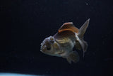 Juvenile Thai Oranda  Bronze 4 Inch (ID#1213To12c-79) Free2Day SHIPPING