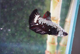 Black    Samurai Plakat Male Betta (ID#801-M512) Free2Day SHIPPING