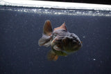 Short Body Thai Oranda  Panda 3 Inch (ID#1105To14b-54) Free2Day SHIPPING