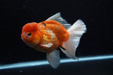 Jumbo Thai Oranda  Sakura 5.5 Inch (ID#218T5a-106)