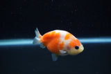 Baby Ranchu  Sakura 3 Inch (ID#1129R9c-36) Free2Day SHIPPING