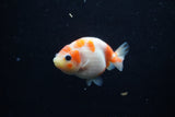 Baby Ranchu  Sakura 3 Inch (ID#1129R9c-36) Free2Day SHIPPING