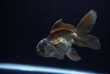 Juvenile Thai Oranda  Bronze 4 Inch (ID#1213To12c-79) Free2Day SHIPPING