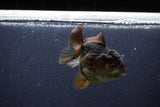 Short Body Thai Oranda  Panda 3 Inch (ID#1105To14b-54) Free2Day SHIPPING