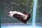 Black    Samurai Plakat Male Betta (ID#801-M512) Free2Day SHIPPING