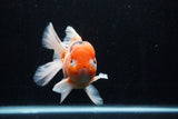 Jumbo Thai Oranda  Sakura 5.5 Inch (ID#218T5a-106)