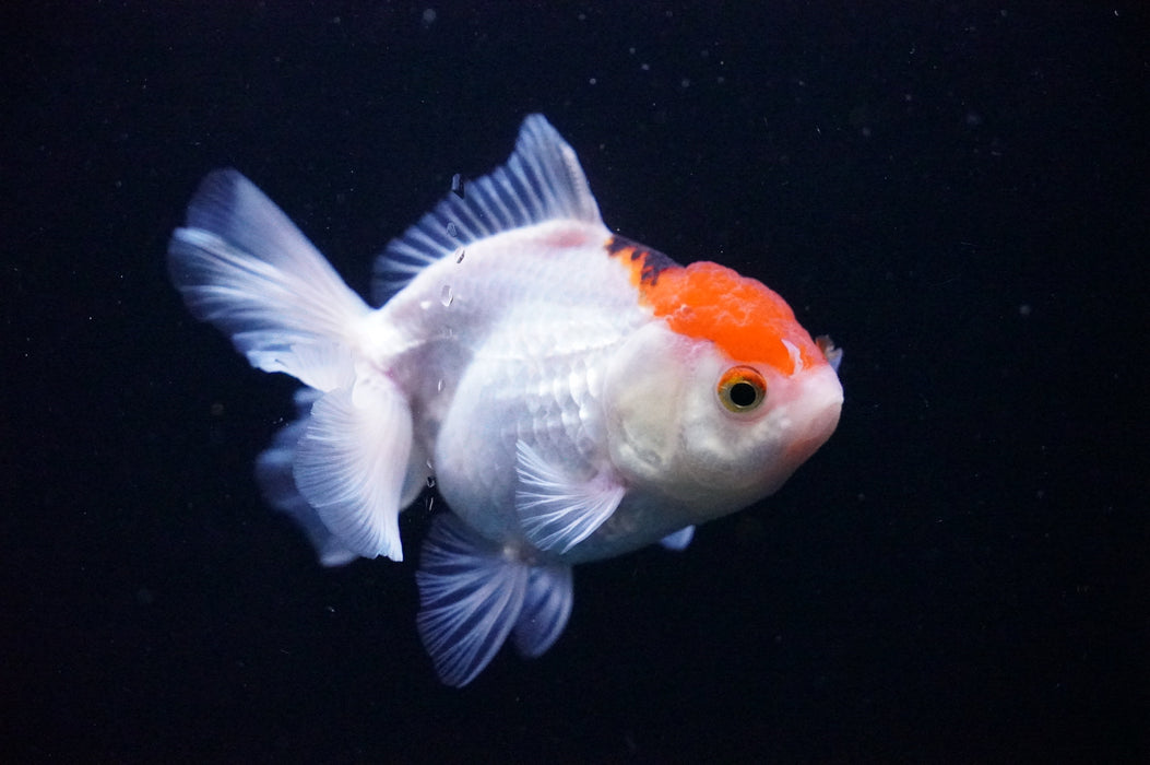 Thai Oranda  Tricolor 3.5 Inch (ID#1118T8a-50) Free2Day SHIPPING