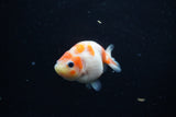 Baby Ranchu  Sakura 3 Inch (ID#1129R9c-36) Free2Day SHIPPING