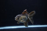 Juvenile Thai Oranda  Bronze 4 Inch (ID#1213To12c-79) Free2Day SHIPPING